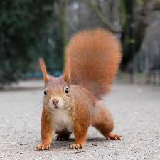 Cum l-a ajutat veverita pe urs